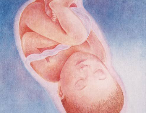 Fetus at 8 months